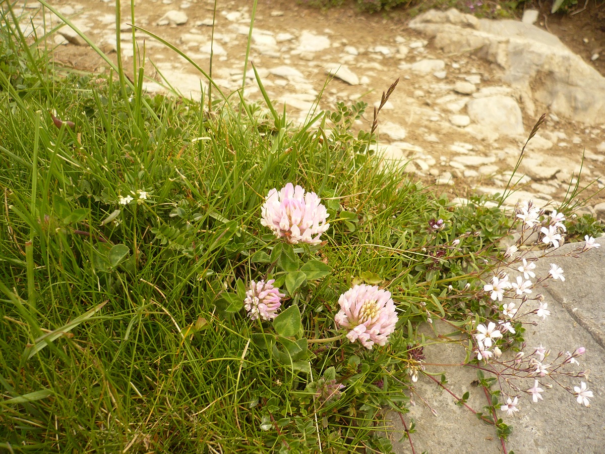 Trifolium pratense var. villosum (Fabaceae)